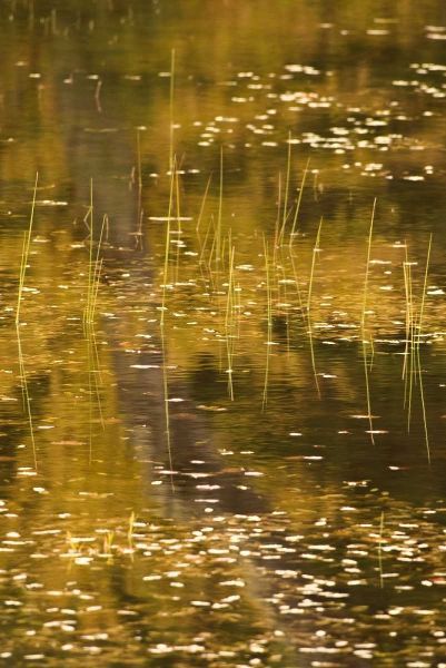 NY, Adirondack Park Fall reflections on a pond